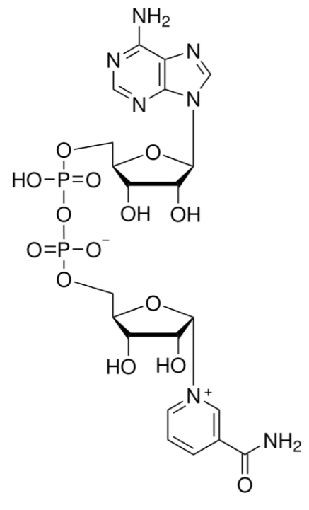 α-Nicotinamide adenine dinucleotide CAS 7298-93-3 chemical structure
