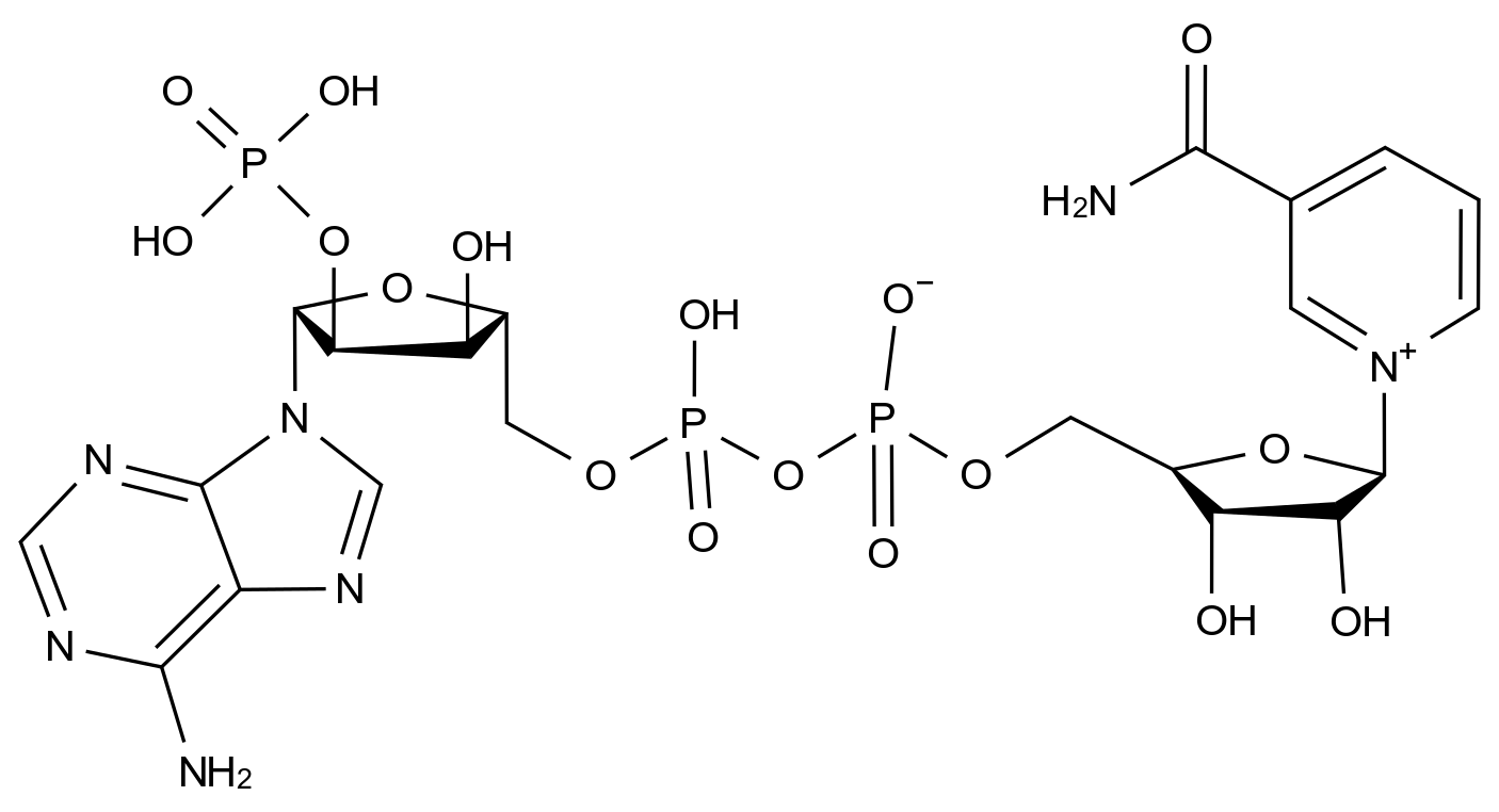 CAS No.:53-59-8,烟酰胺腺嘌呤双核苷酸磷酸盐